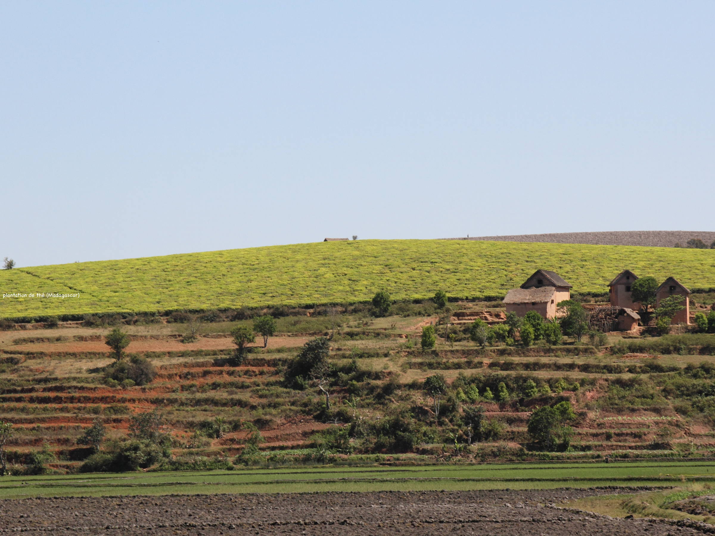 camellia_sinensis4md