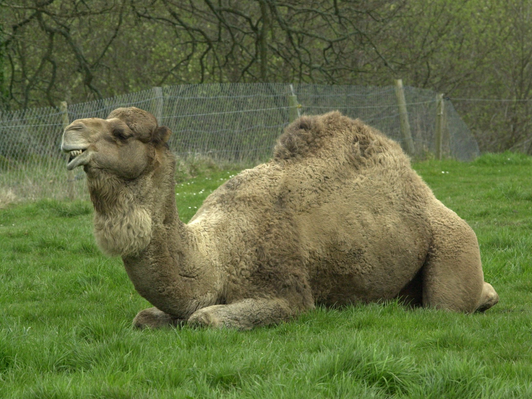 camelus_dromadarius2md