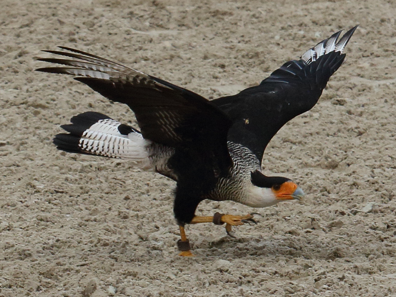 caracara_huppe_-_caracara_plancus3bd
