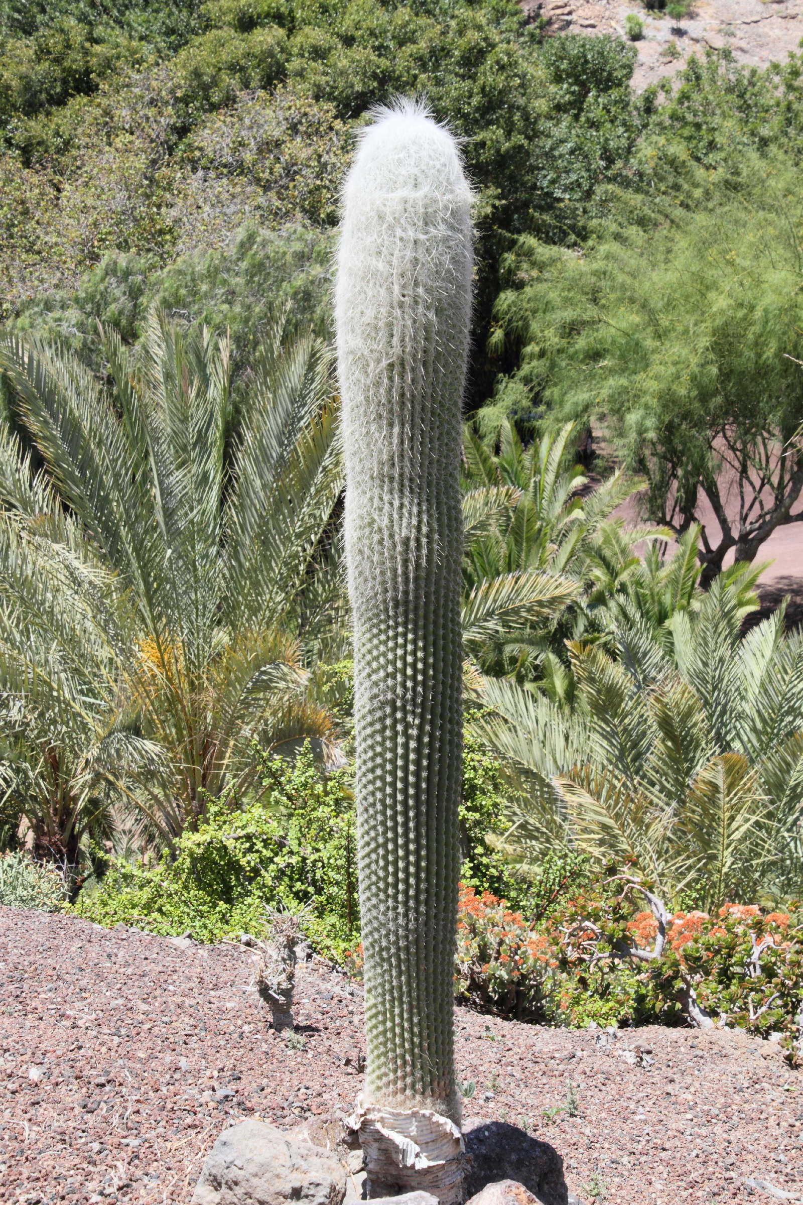 Afficher le média cephalocereus_senilis3md cephalocereus_senilis3md