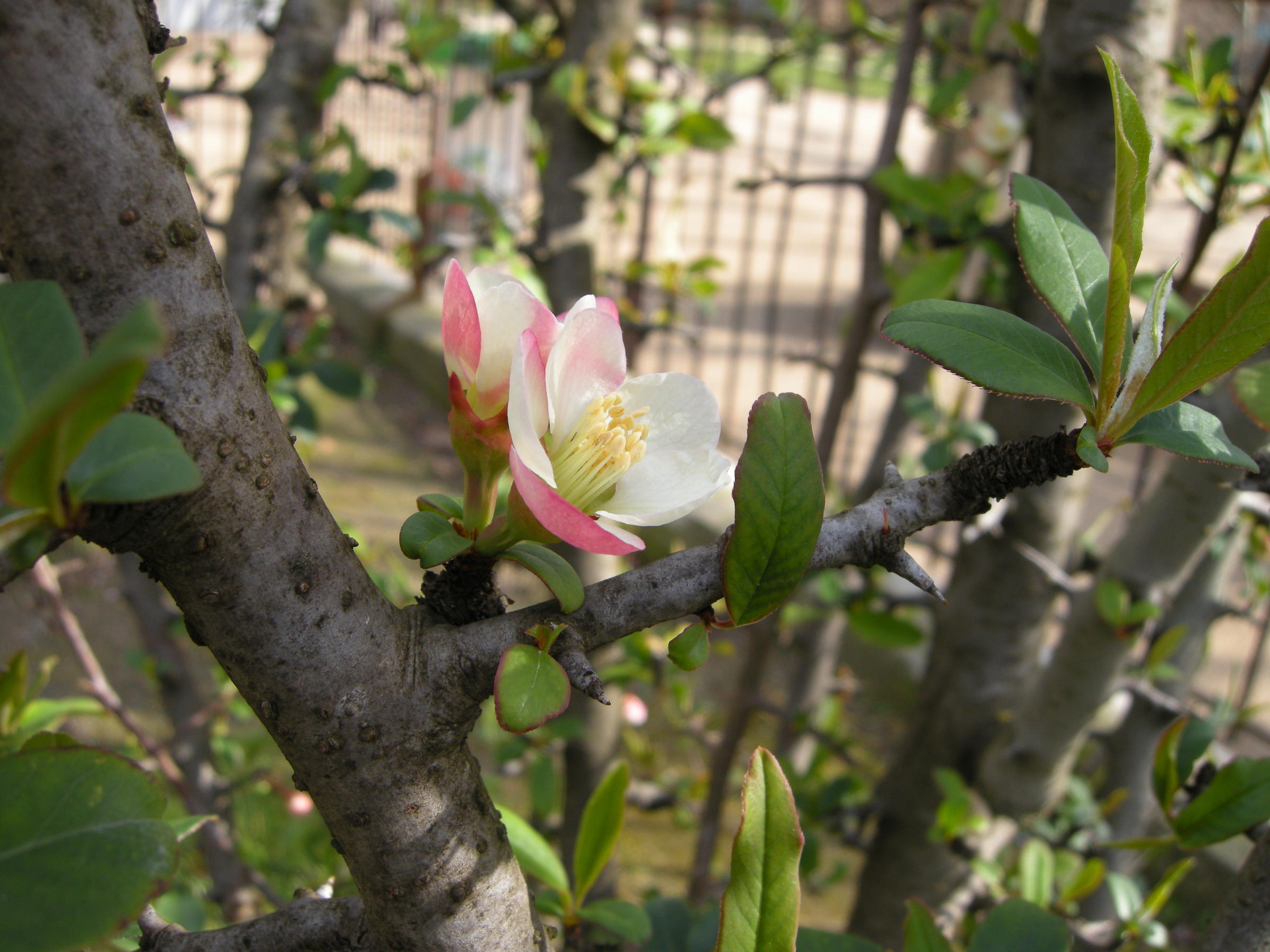 chaenomeles_cathayensis1md