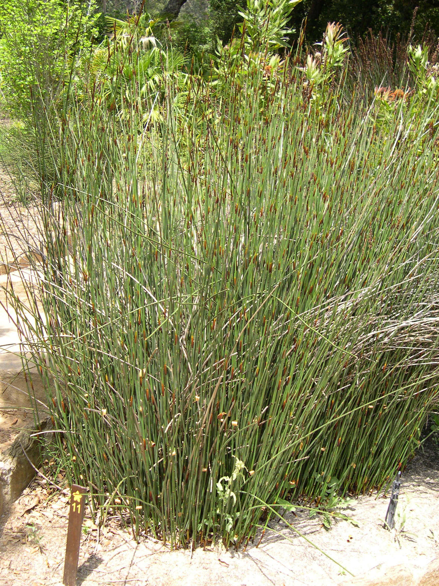 chondropetalum_tectorum1md