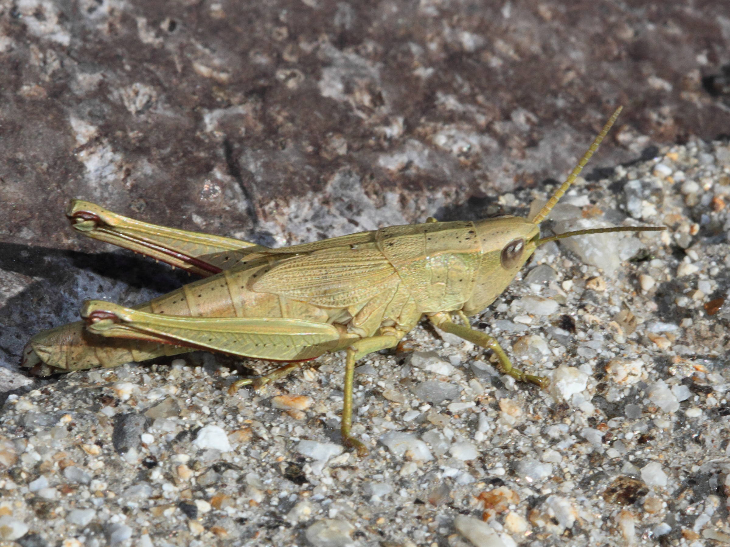 chrysochraon_dispar7md