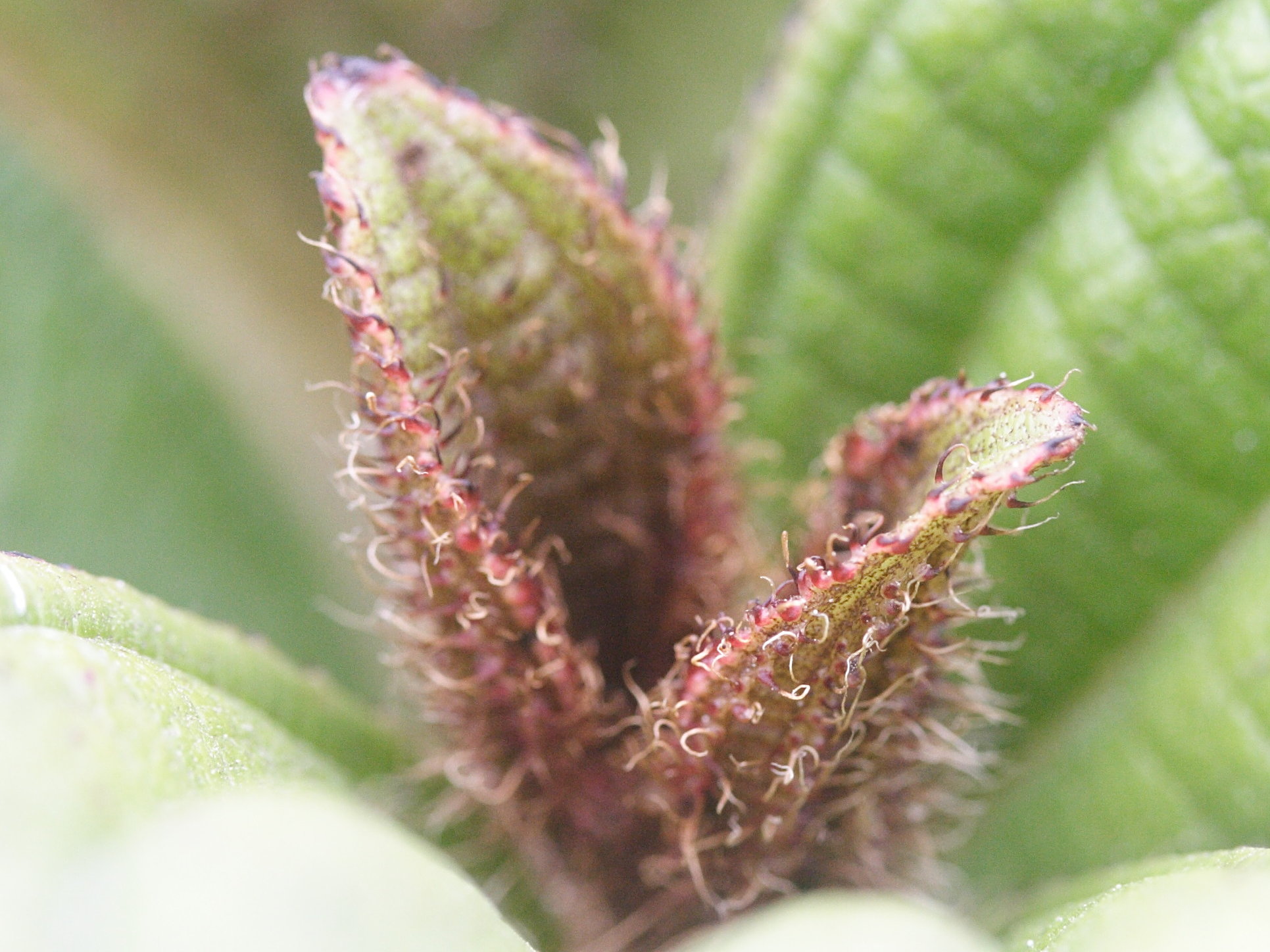 clidemia_latifolia2md