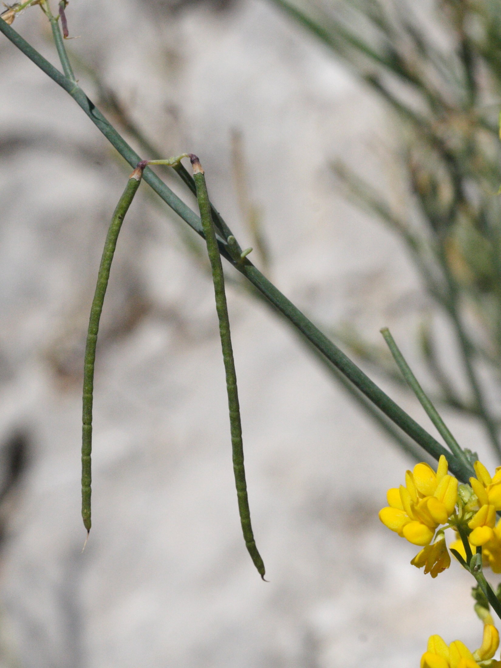 Afficher le média coronilla_juncea4md coronilla_juncea4md