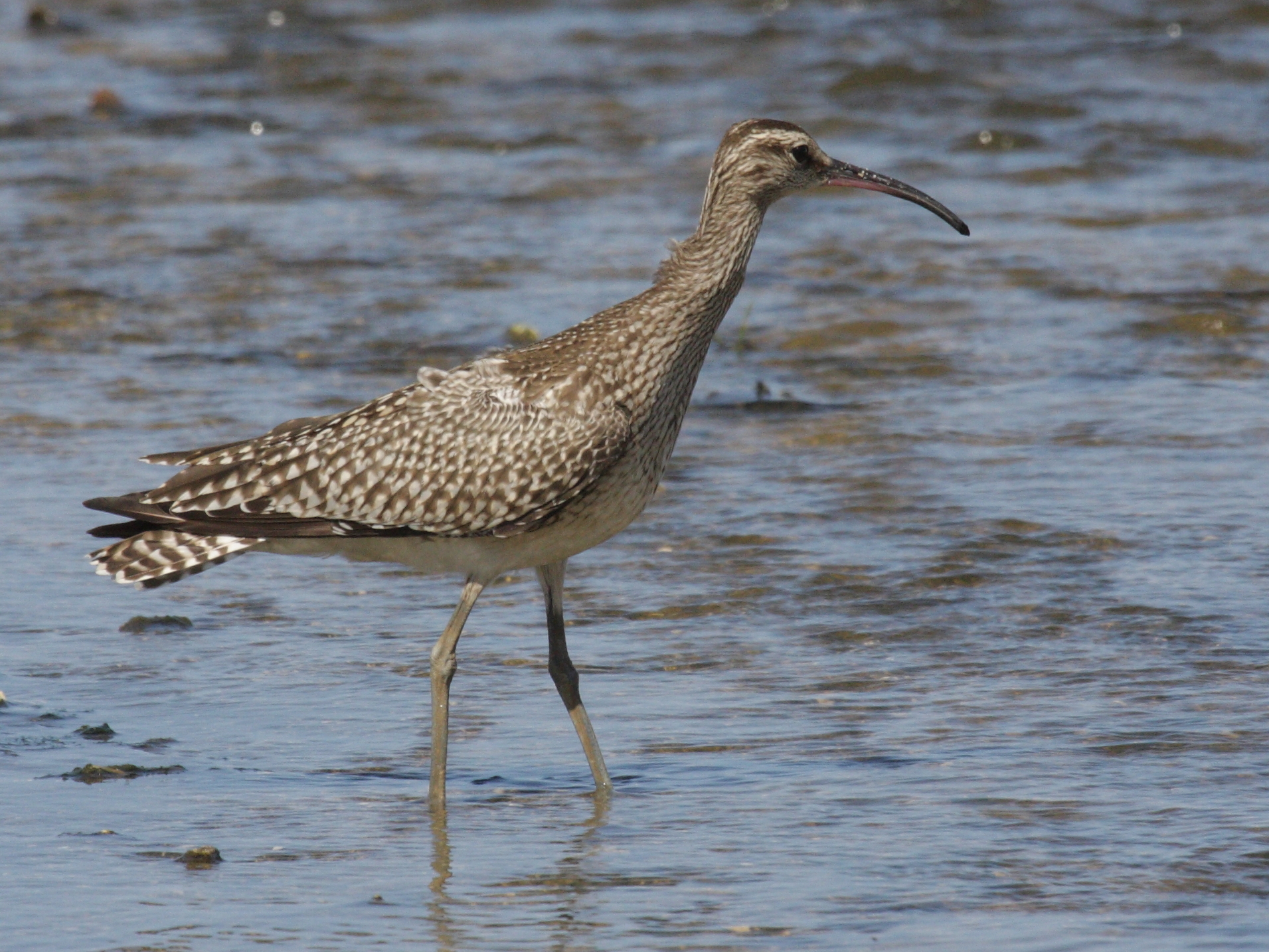 courlis_corlieu_-_numenius_phaeopus4bd