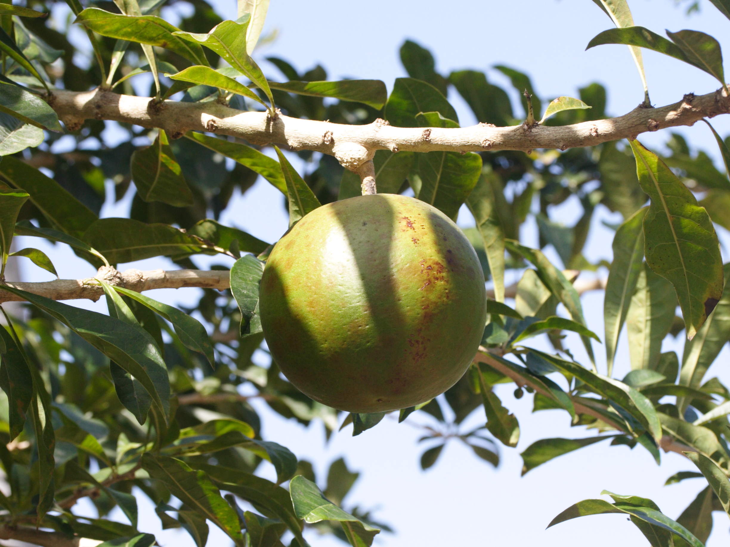 Afficher le média crescentia_cujete3md crescentia_cujete3md