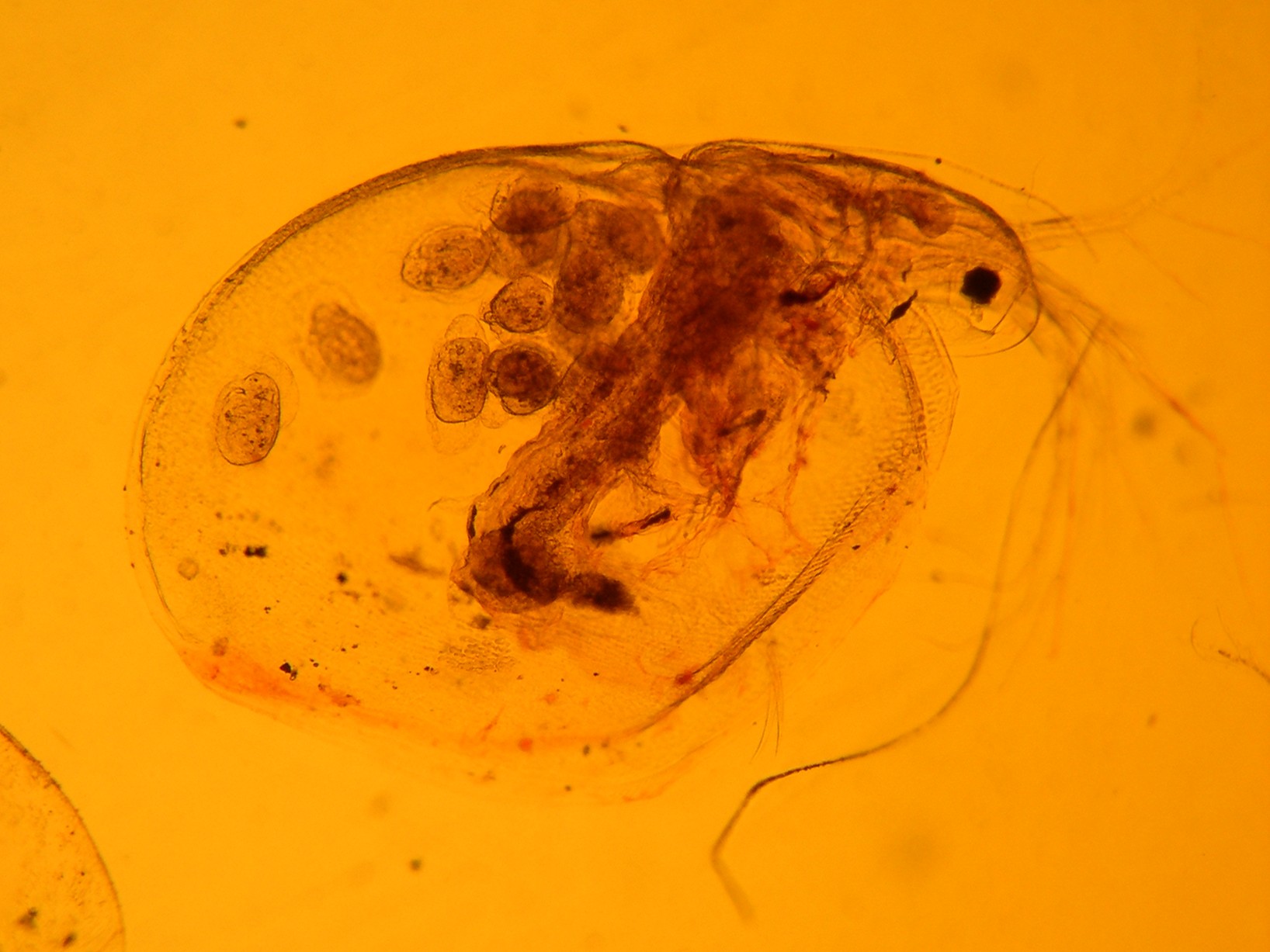 daphnia_pulex1md