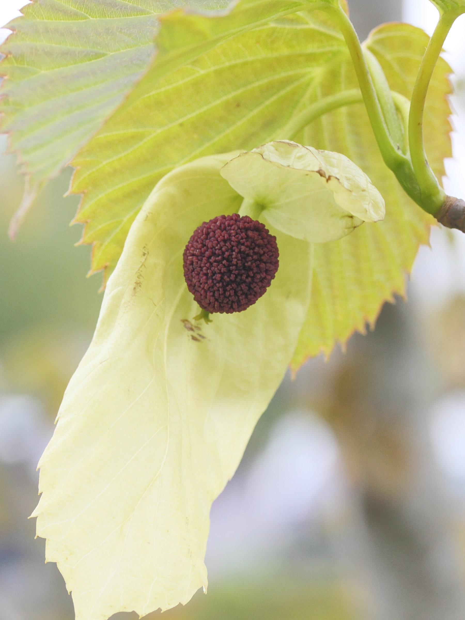 Afficher le média davidia_involucrata6md davidia_involucrata6md