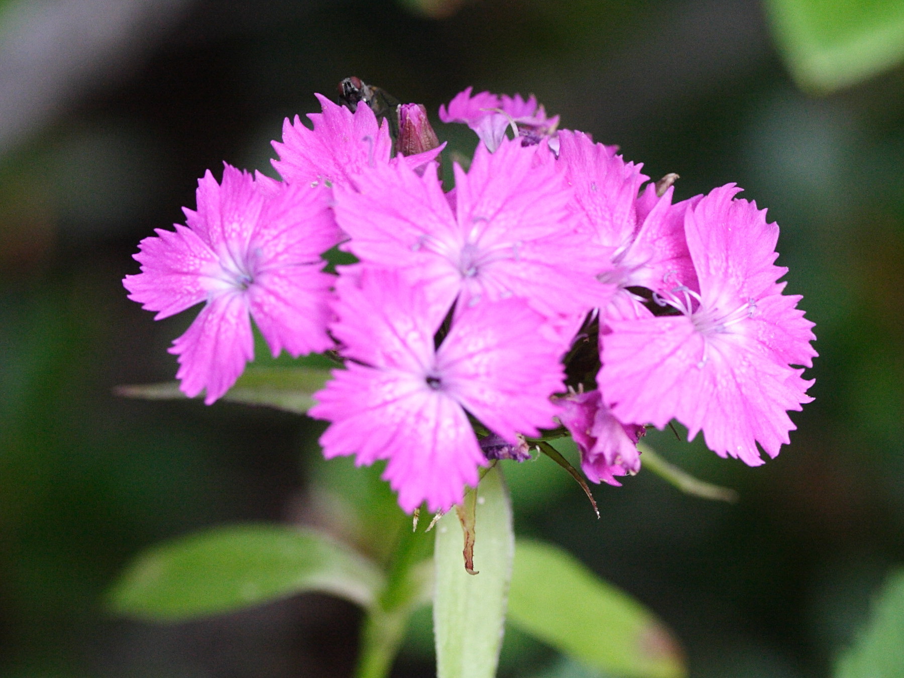 dianthus_barbatus2md