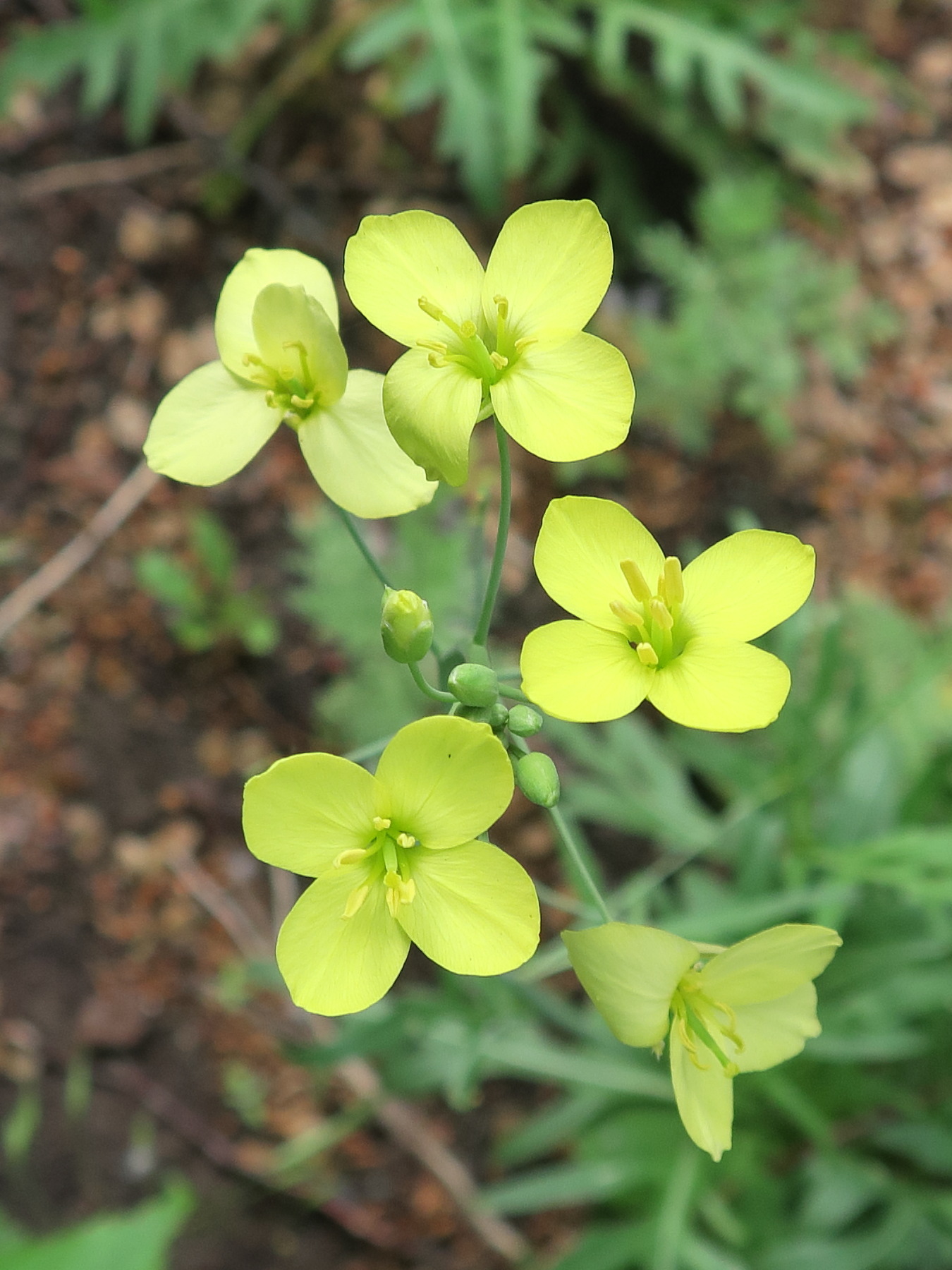 Afficher le média diplotaxis_muralis5md diplotaxis_muralis5md