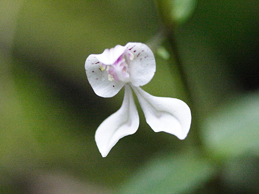 Afficher le média disperis_oppositifolia2md disperis_oppositifolia2md