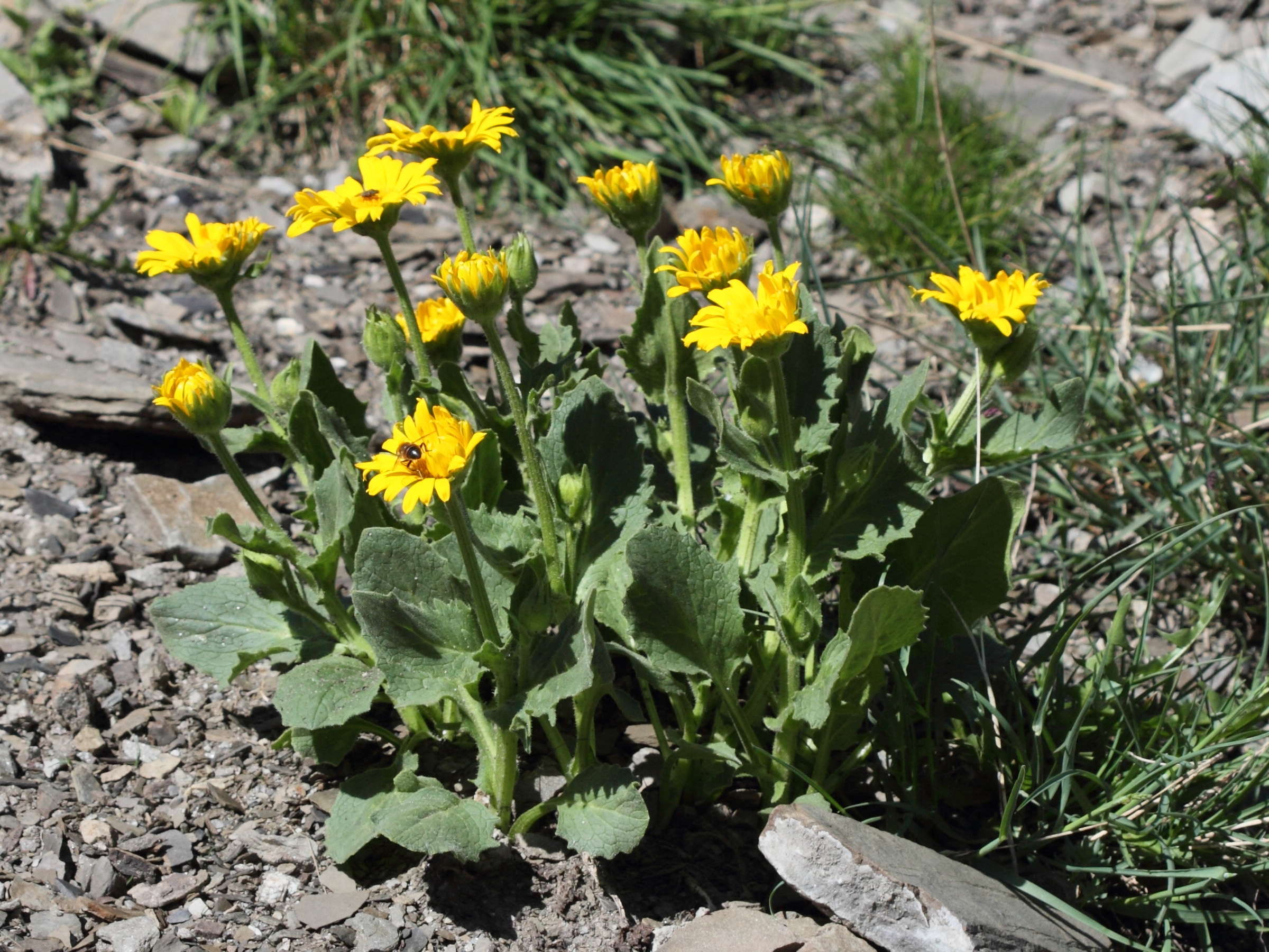 Afficher le média doronicum_grandiflorum6bd doronicum_grandiflorum6bd