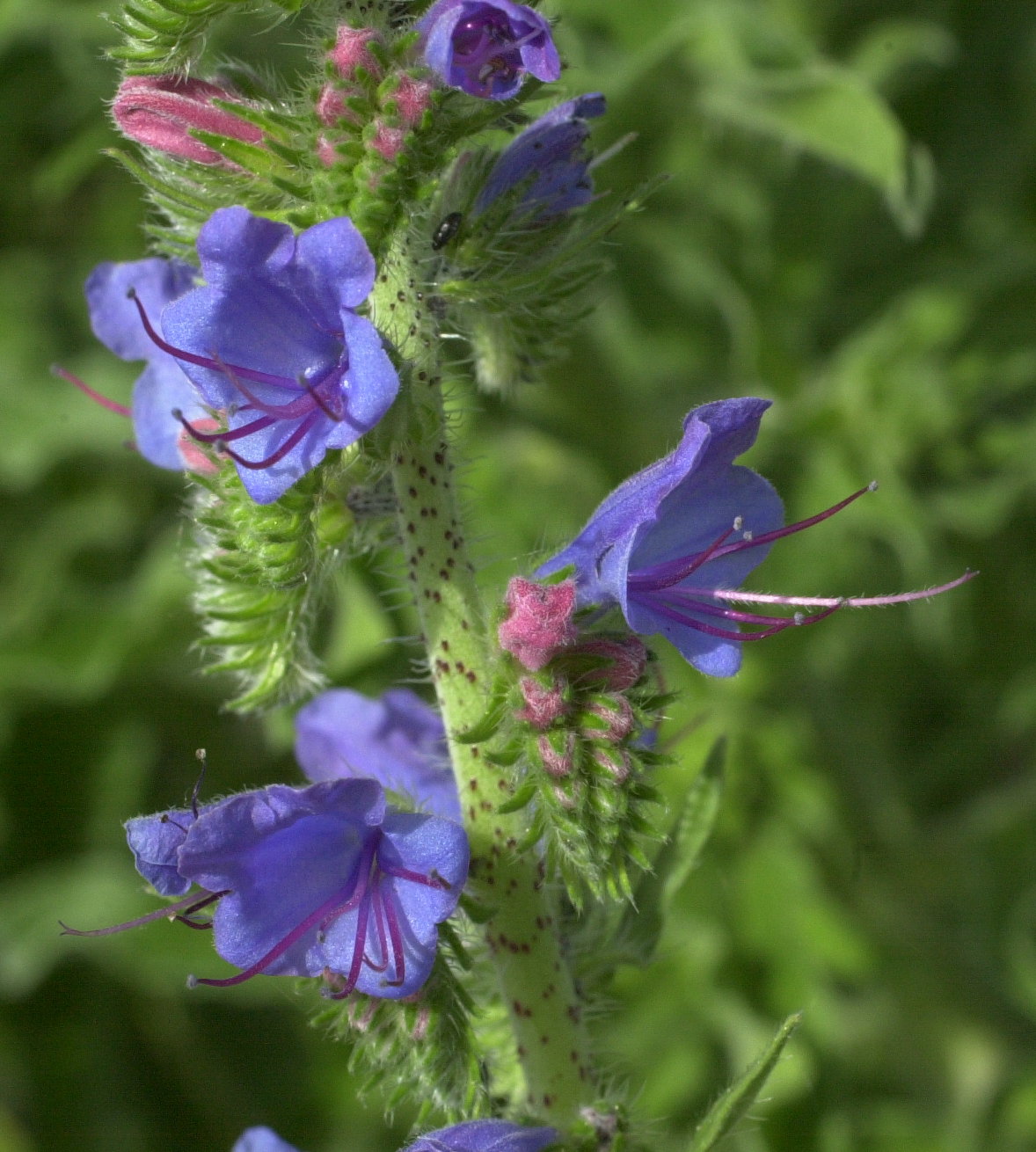 Afficher le média echium_vulgare3md echium_vulgare3md