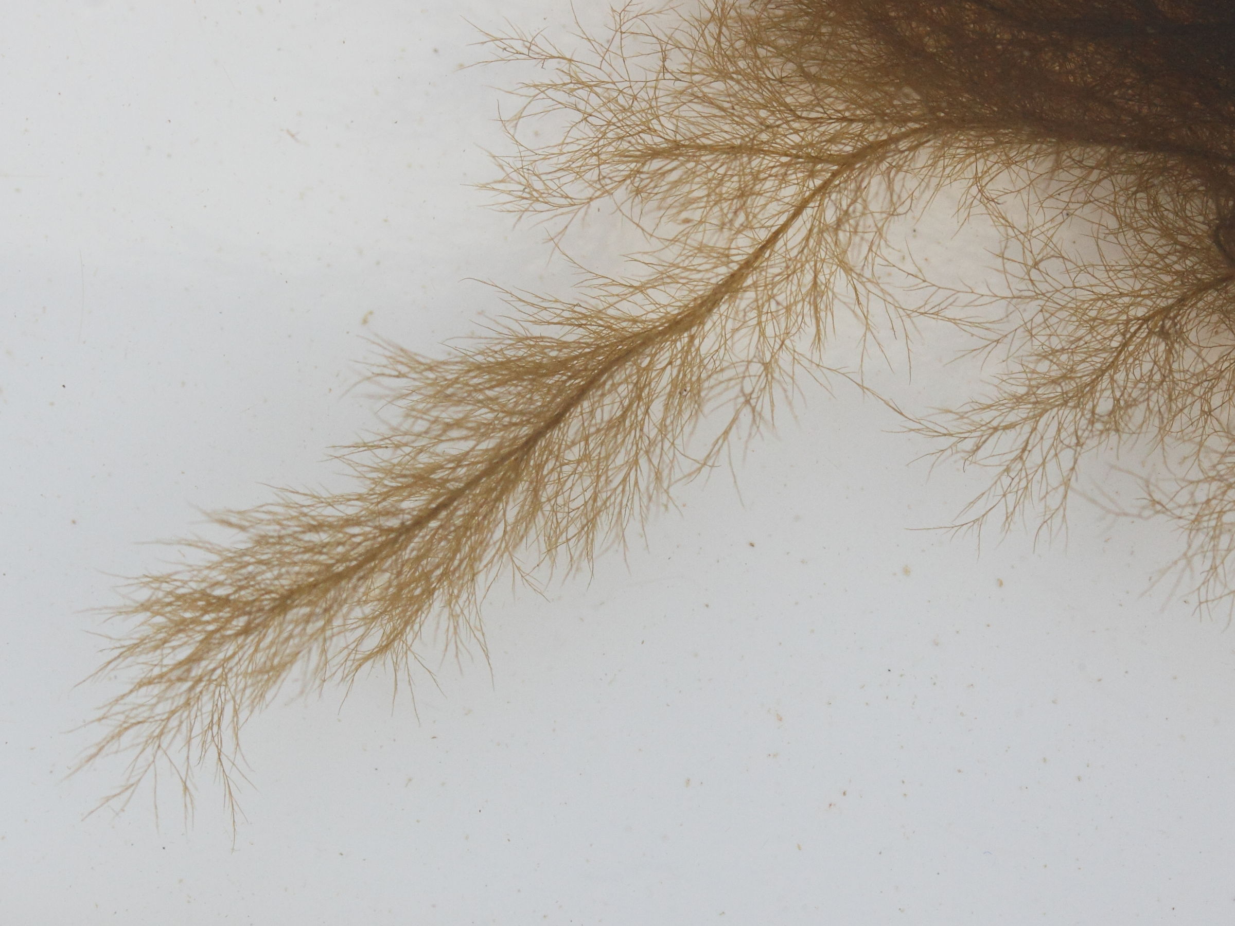 ectocarpus_siliculosus3md