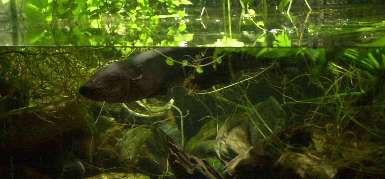 Afficher le média electrophorus_electricus2md electrophorus_electricus2md