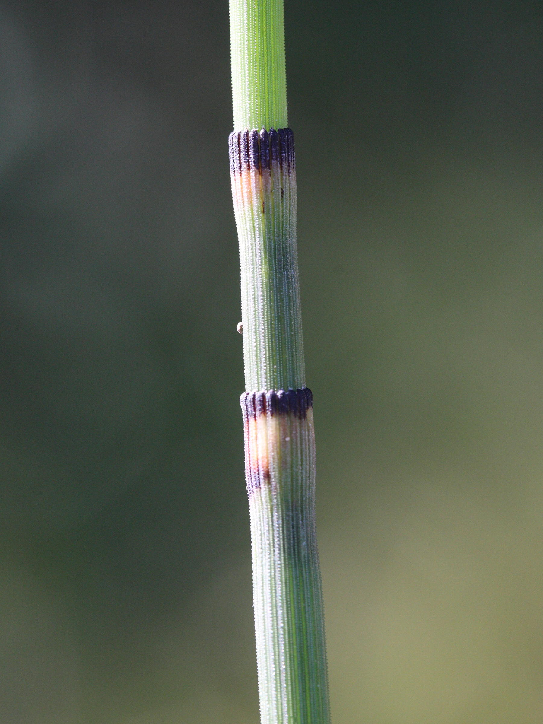equisetum_x_moorei3md