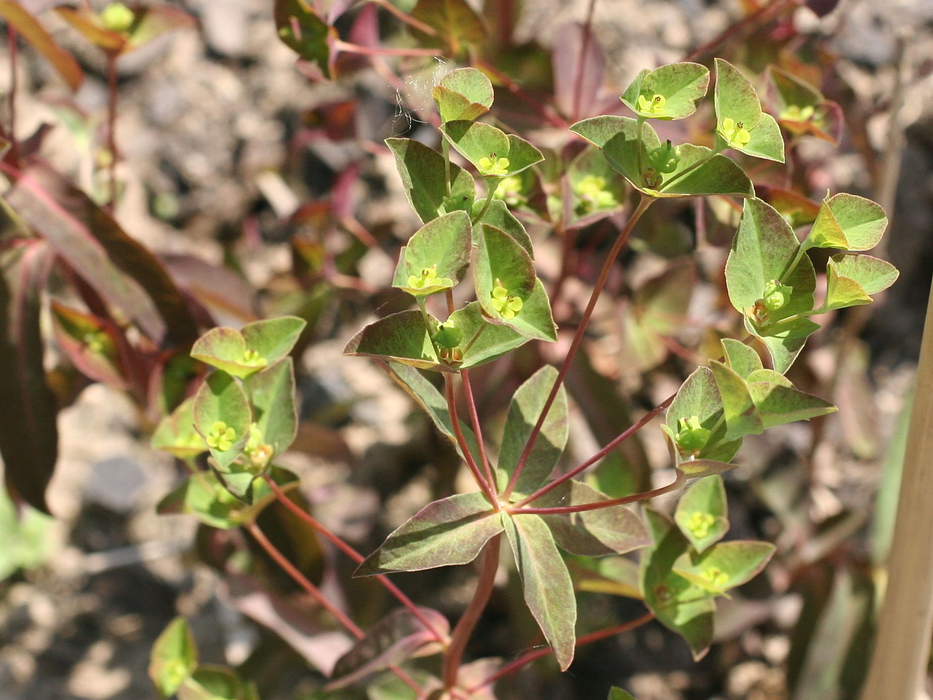 Afficher le média euphorbia_dulcis2md euphorbia_dulcis2md