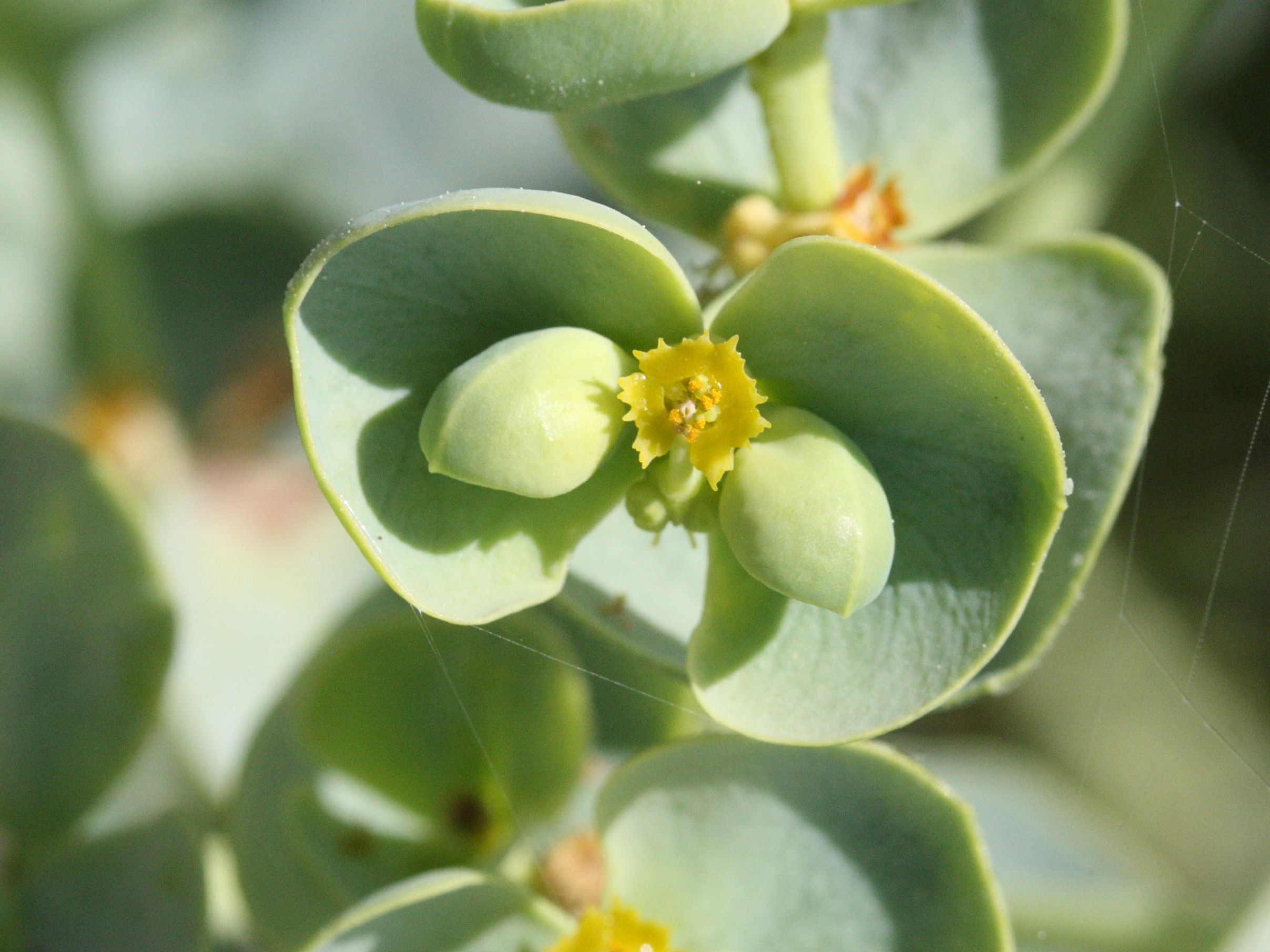 Afficher le média euphorbia_paralias3md euphorbia_paralias3md