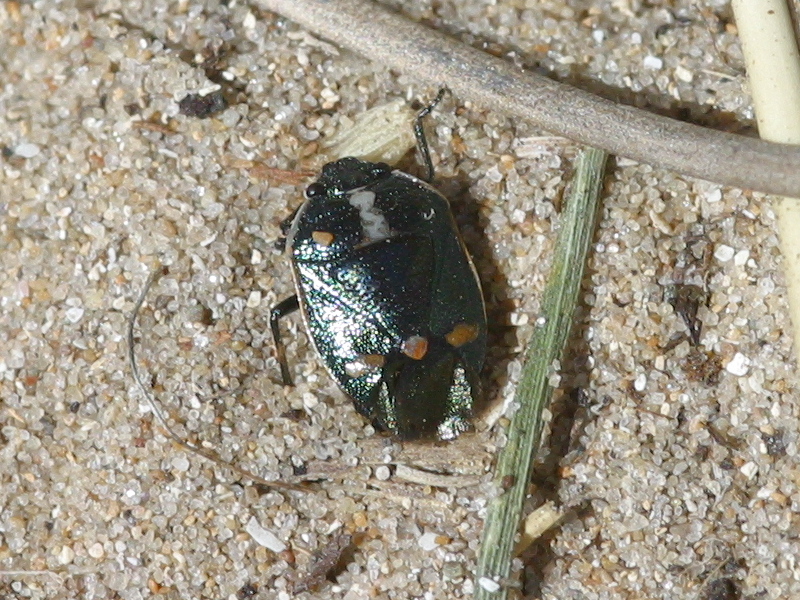 eurydema_oleracea1md