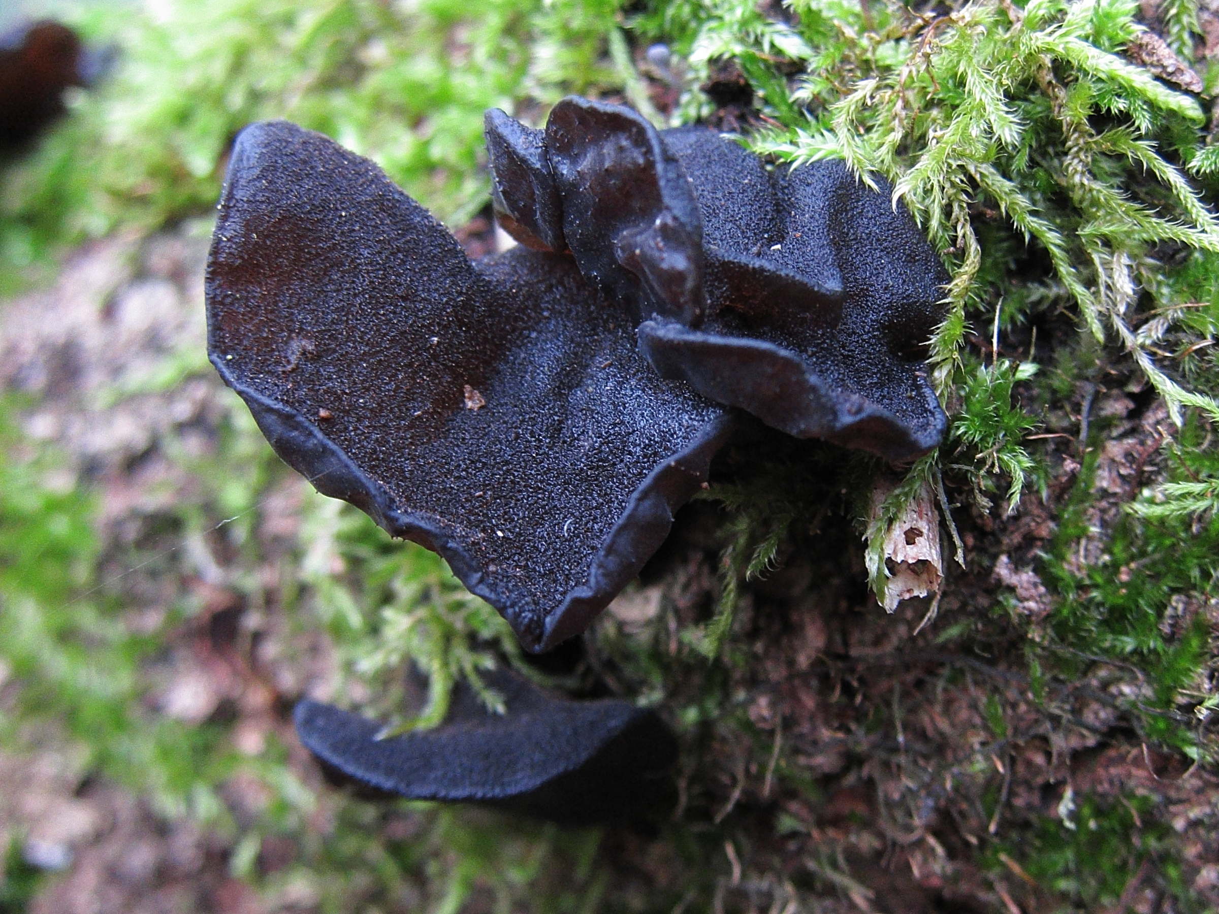 Afficher le média exidia_glandulosa3bd exidia_glandulosa3bd