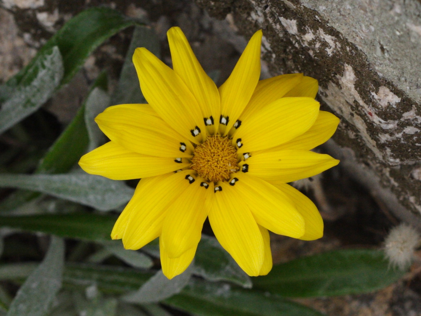 gazania_rigens2md