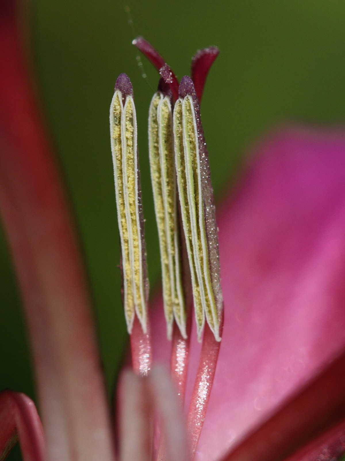 gladiolus_communis3bd