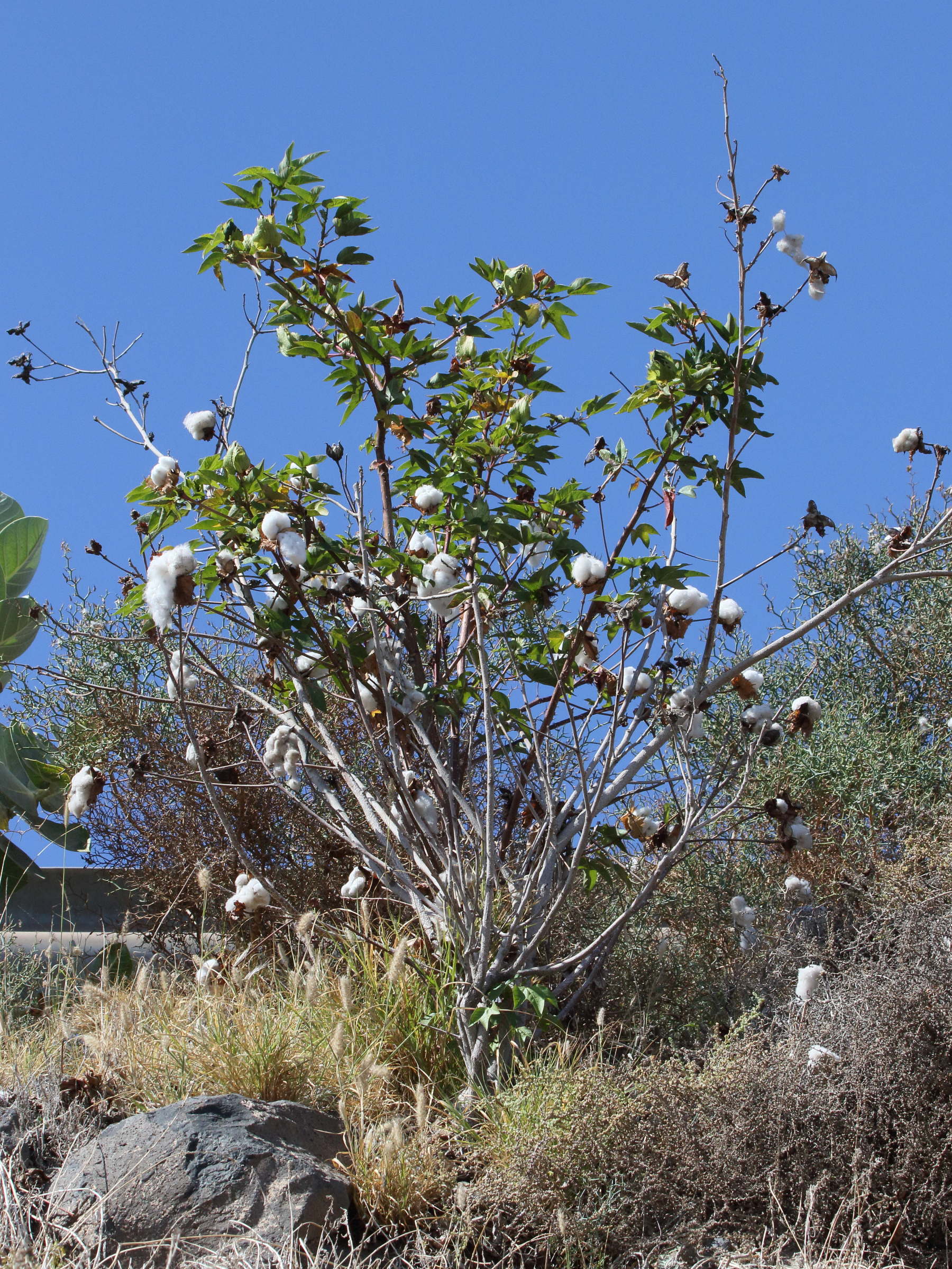 gossypium_herbaceum5bd