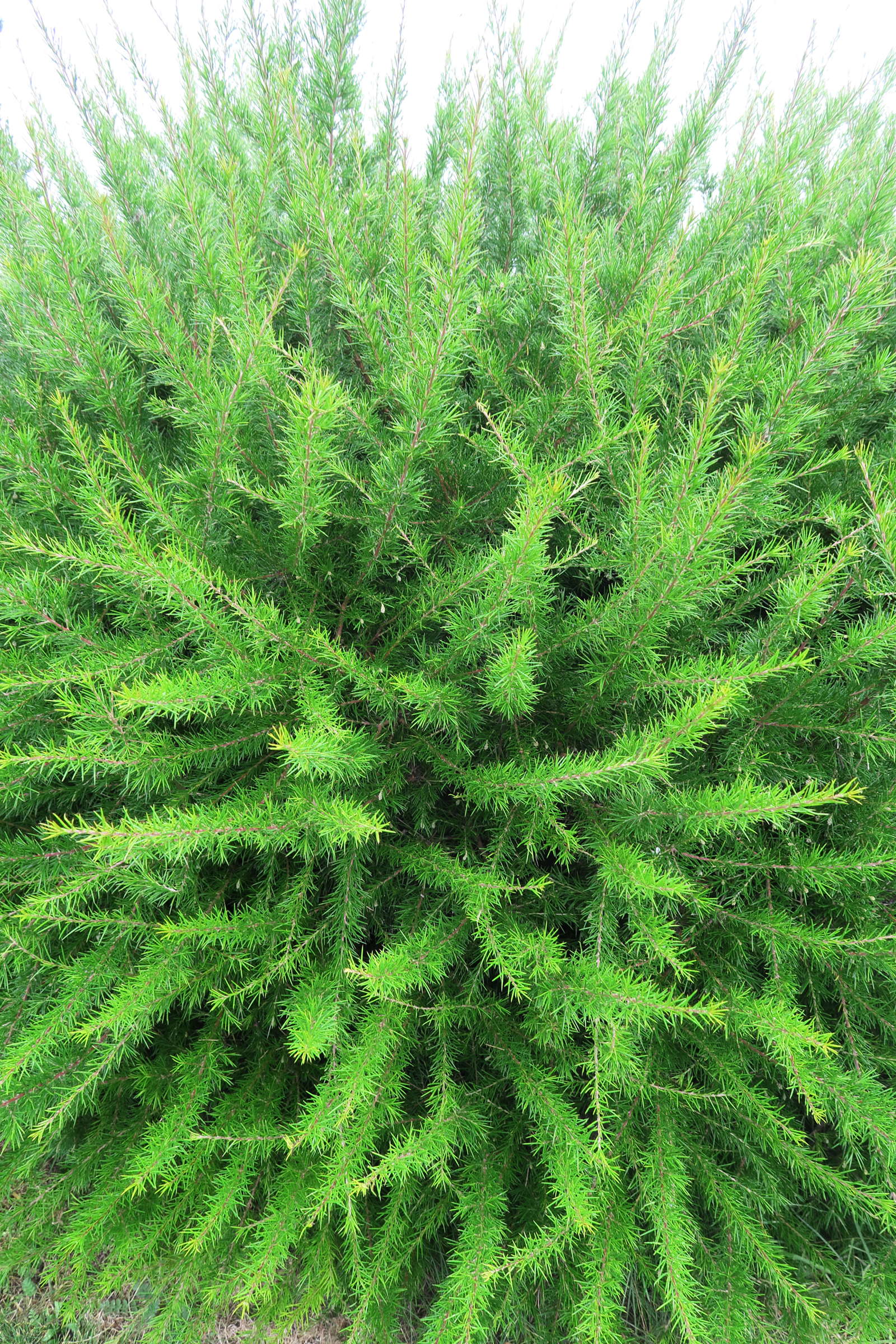 Afficher le média grevillea_juniperina3md grevillea_juniperina3md