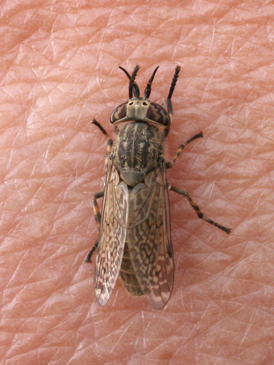 haematopota_pluvialis4md