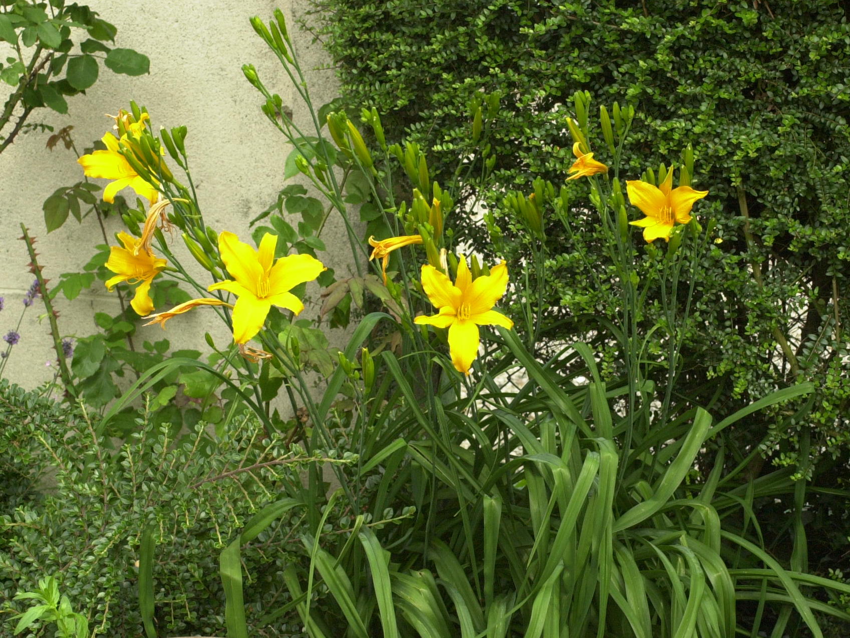 hemerocallis_fulva1bd