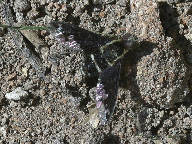 hemipenthes_maura1bd