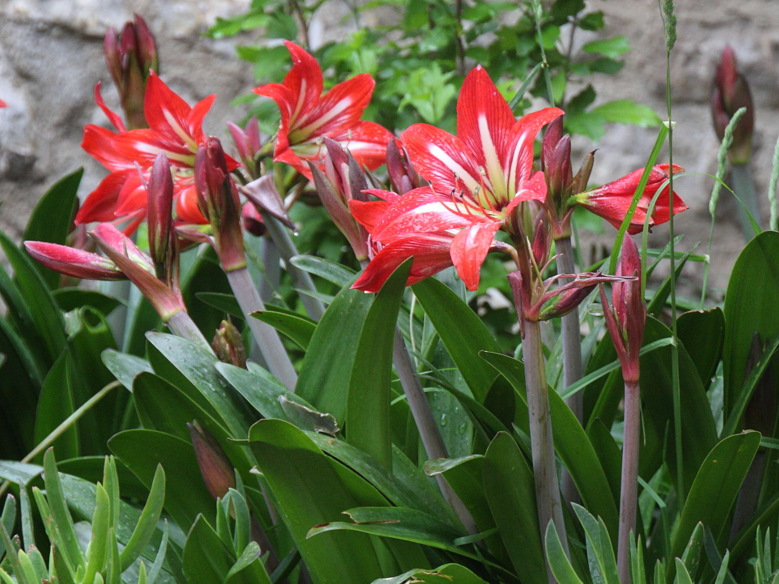 hippeastrum_puniceum1bd