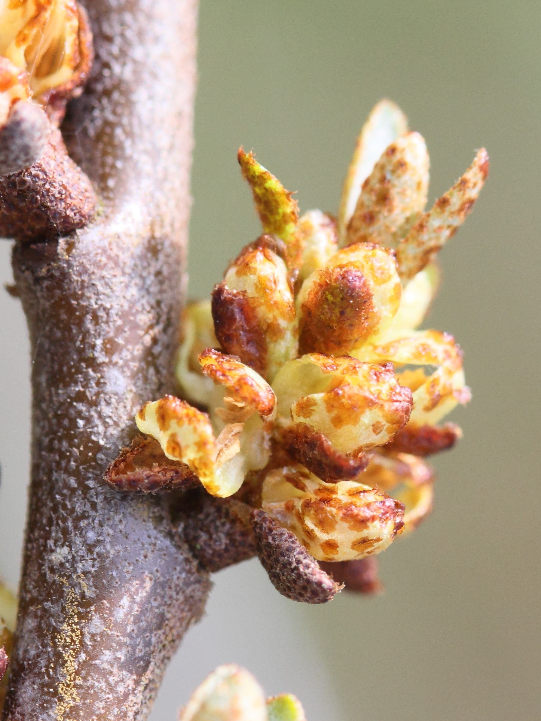 hippophae_rhamnoides7cmd