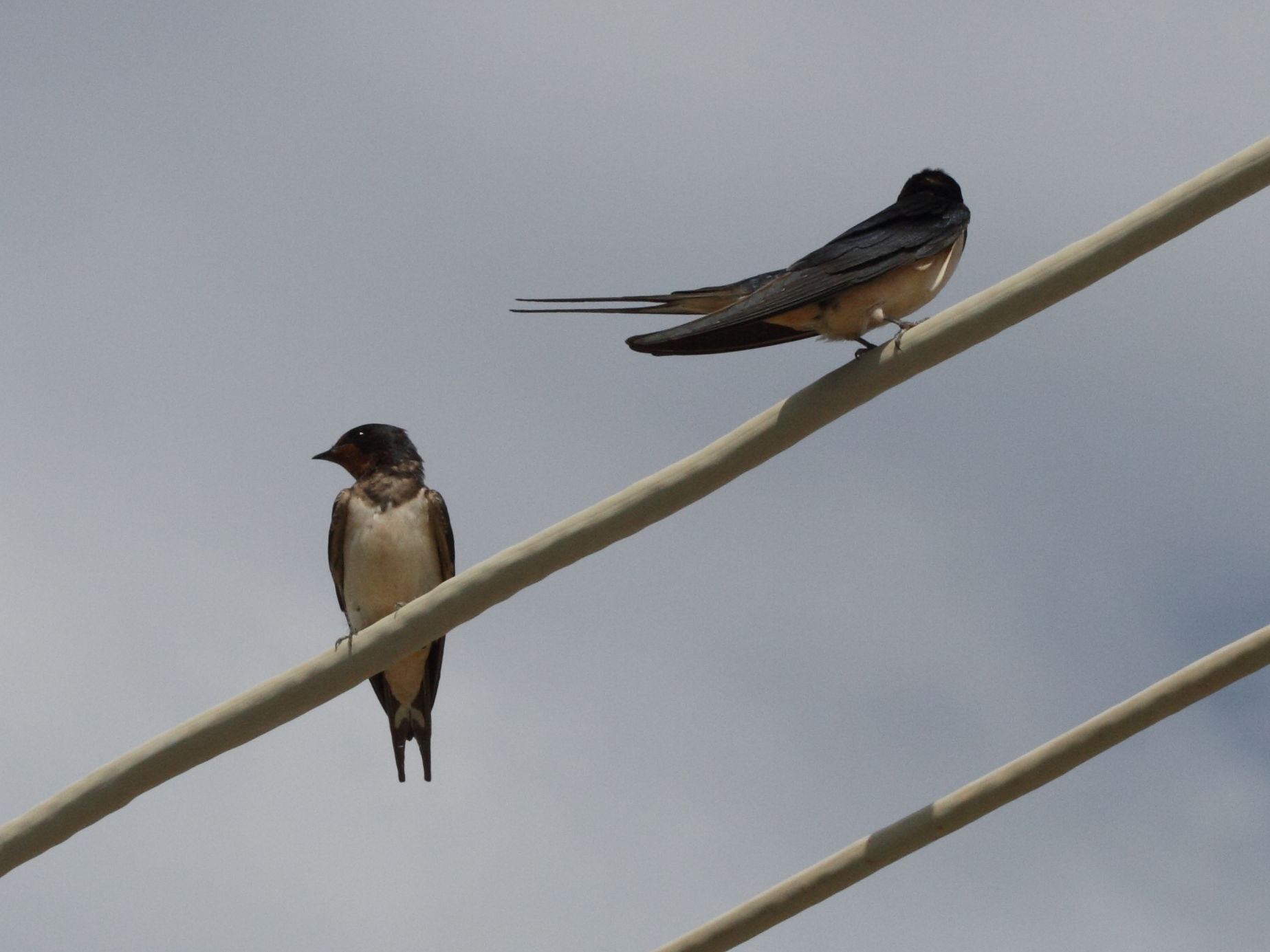 hirondelle_rustique_-_hirundo_rustica3bd