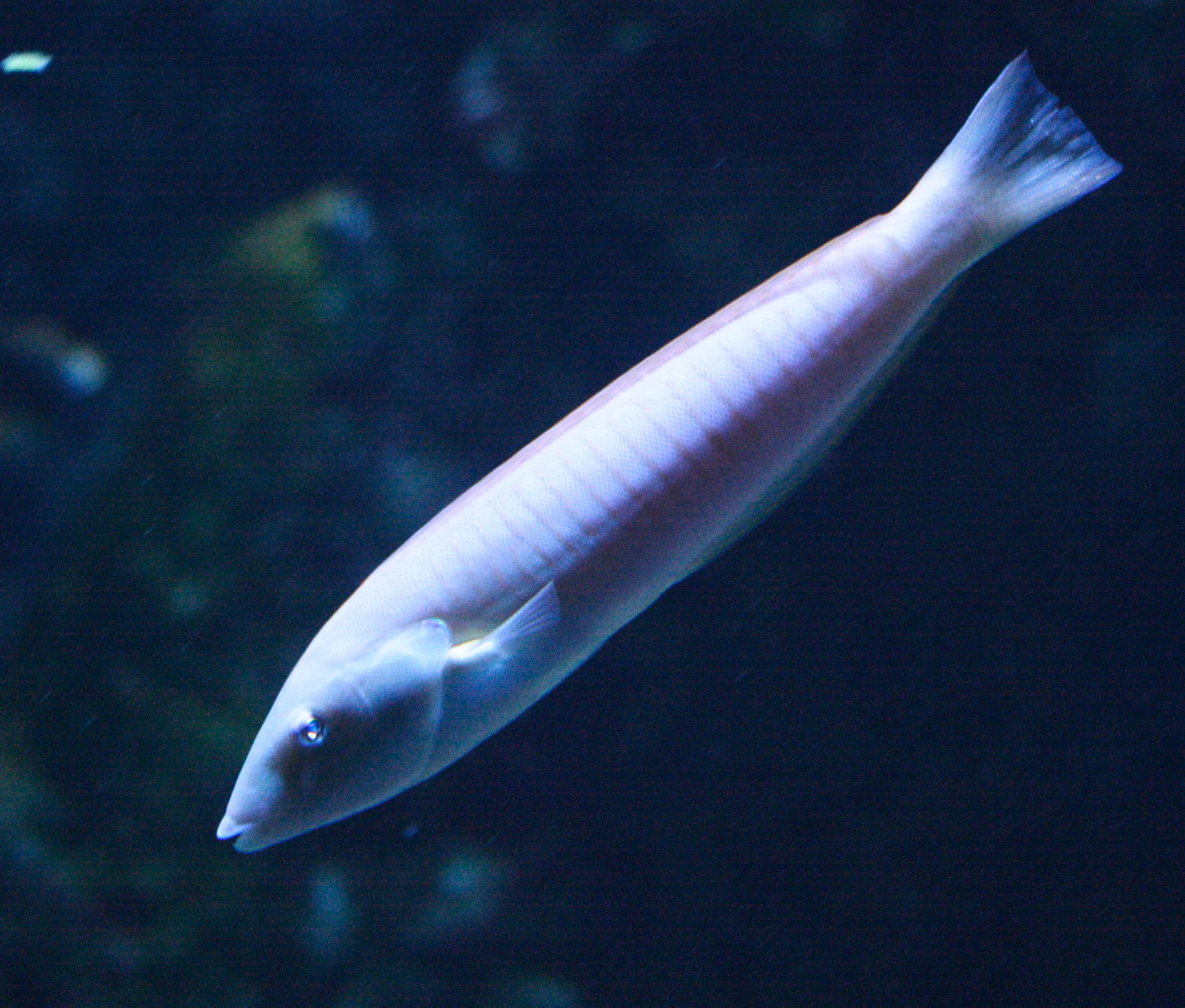 hologymnosus_doliatus2md