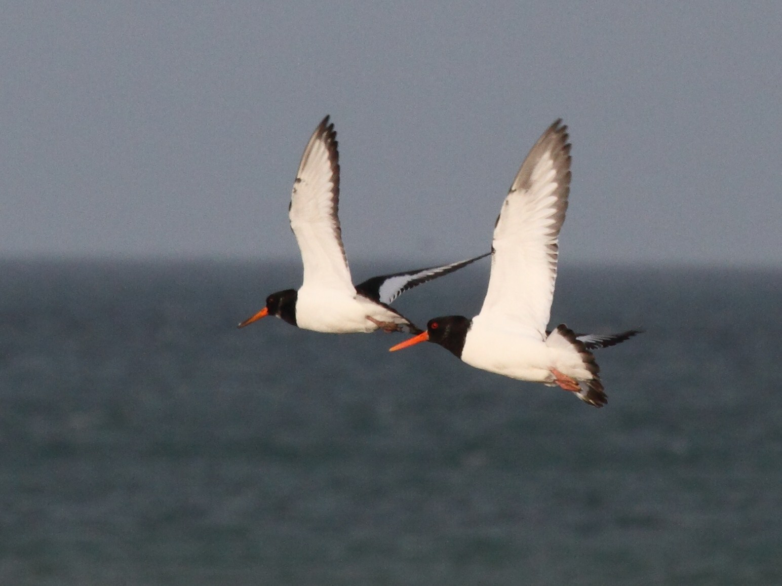 huitrier_pie_-_haematopus_ostralegus4bd