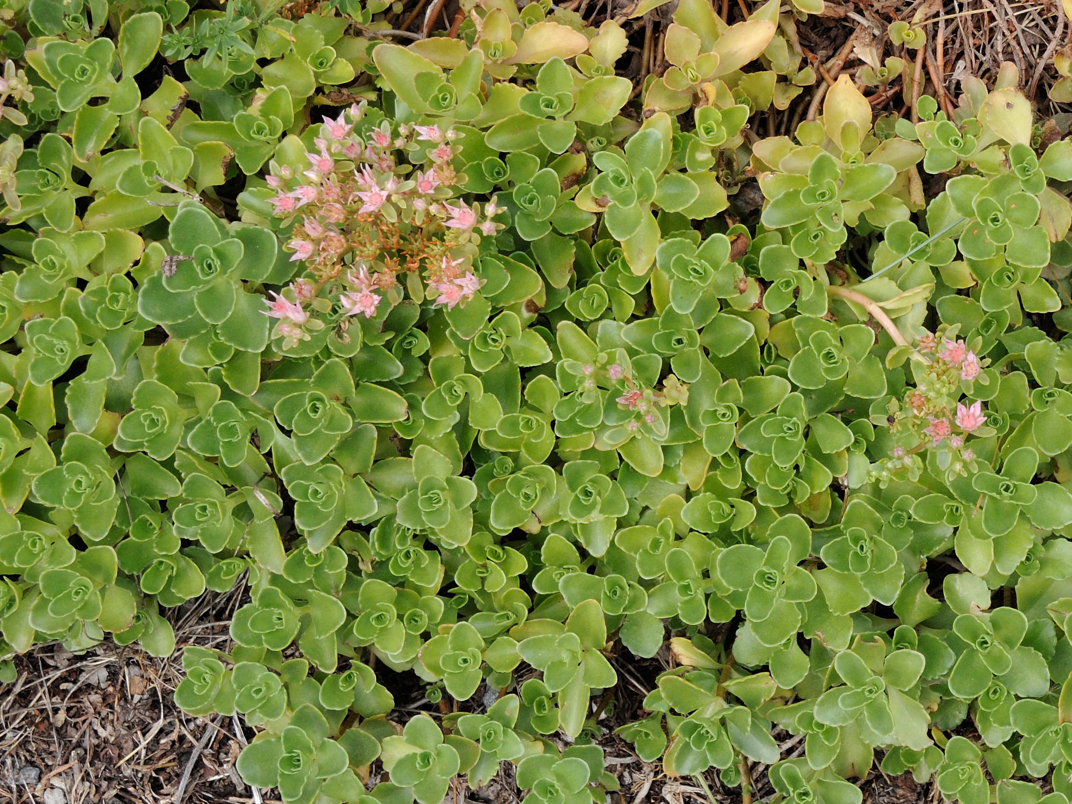 hylotelephium_maximum5md