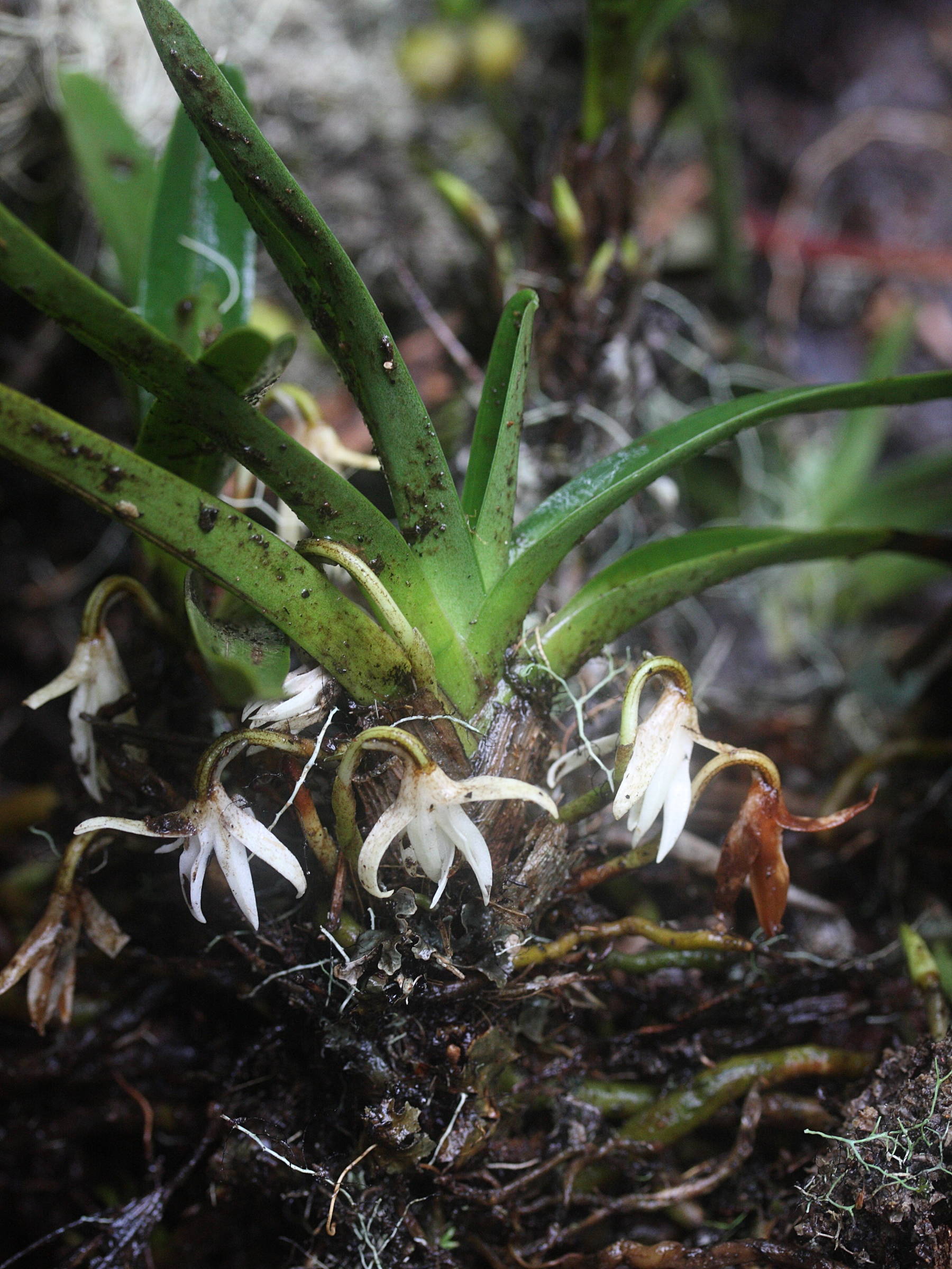 jumellea_triquetra4md