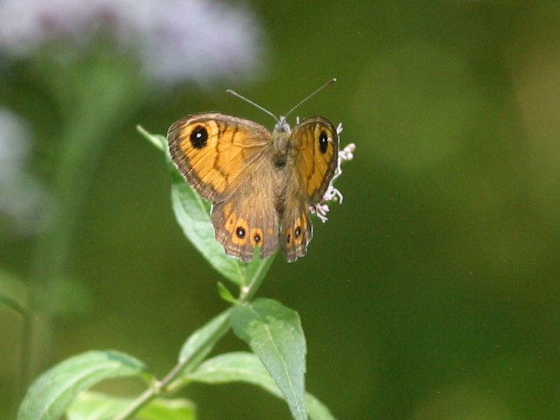 lasiommata_megera3bd