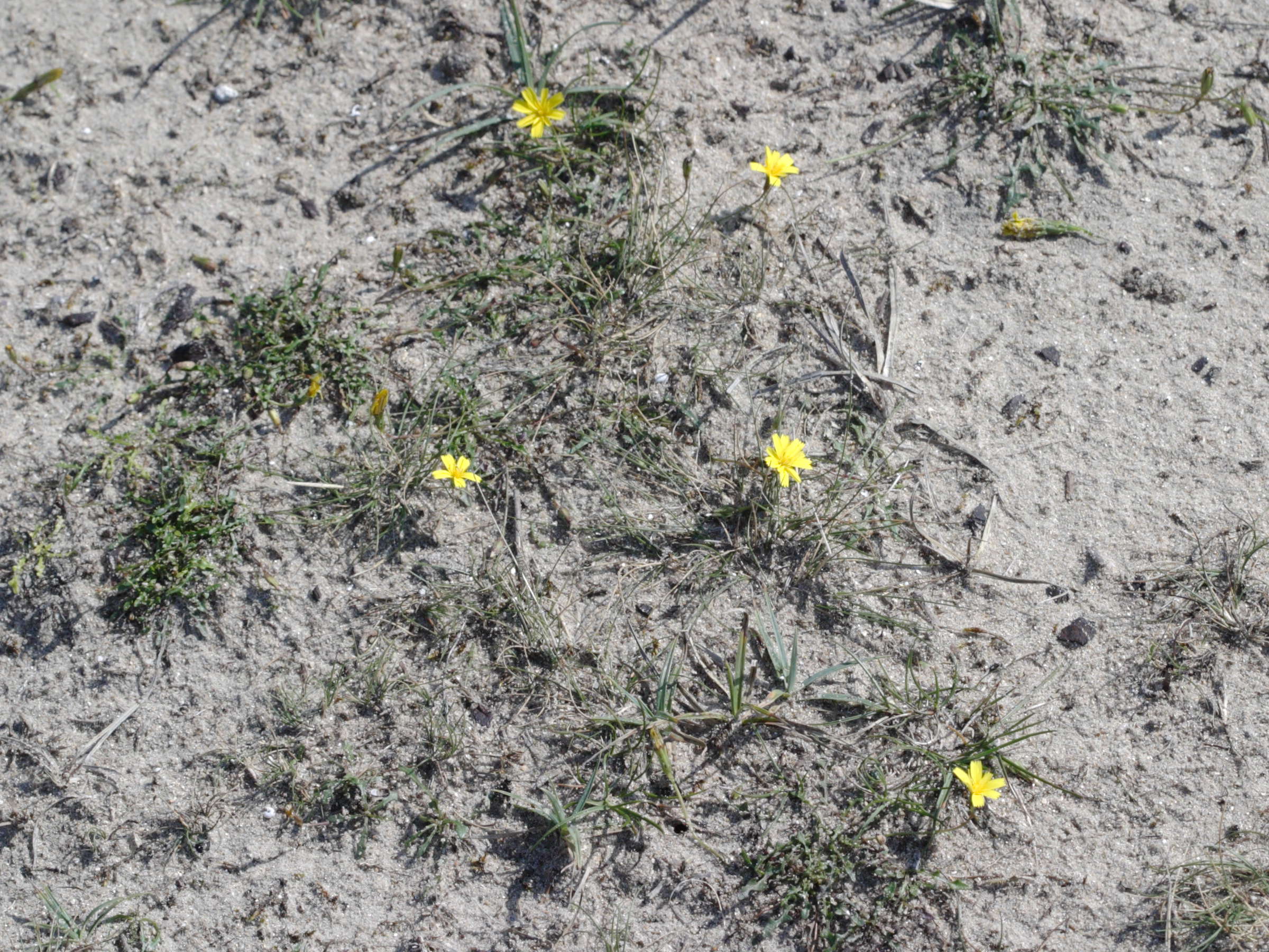 Afficher le média leontodon_taraxacoides1md leontodon_taraxacoides1md