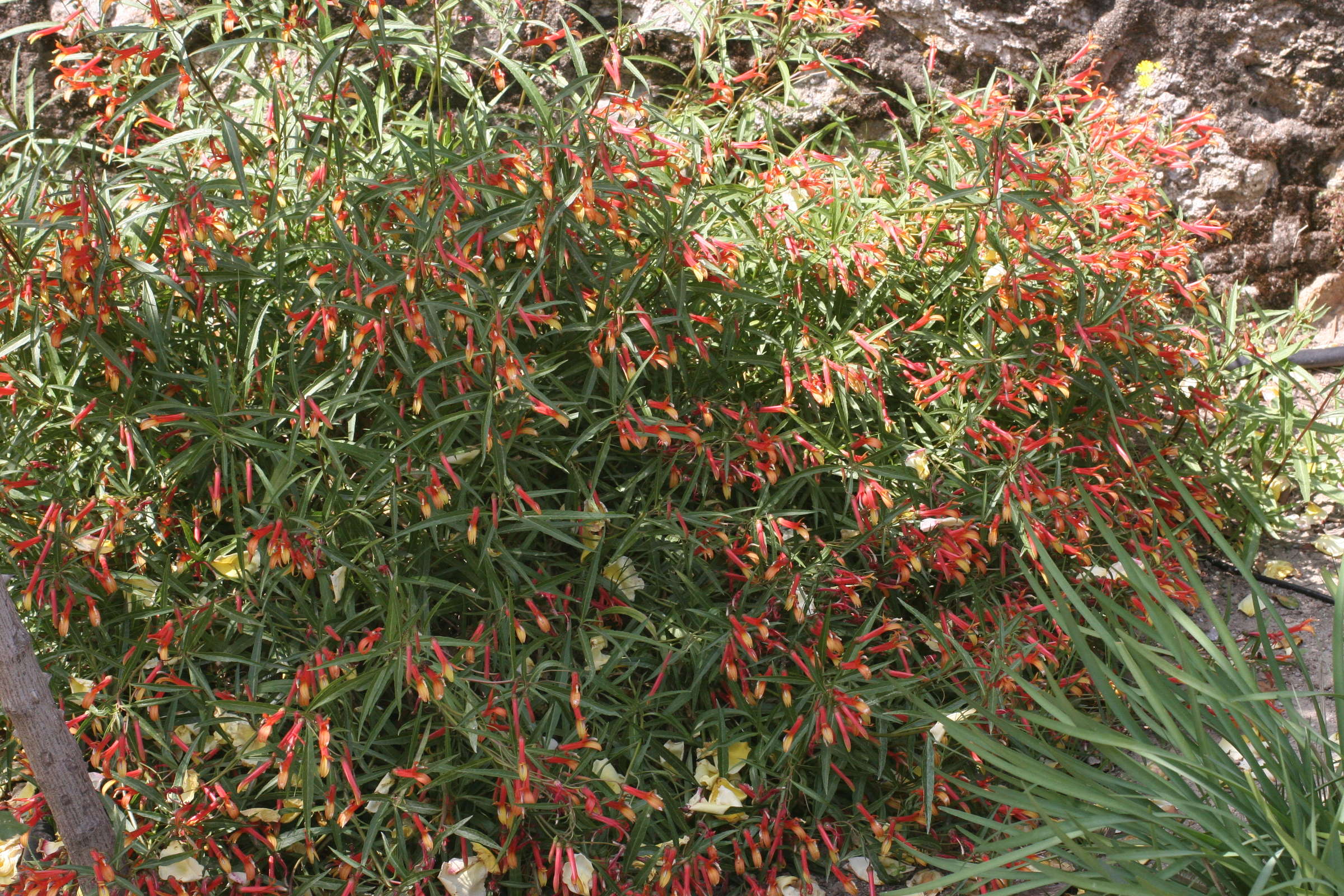 lobelia_laxiflora3md