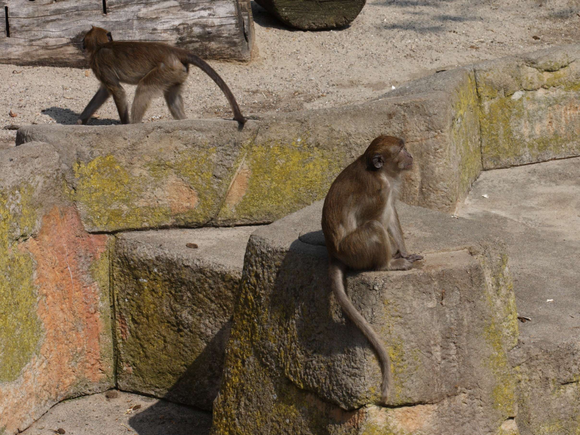 Afficher le média macaca_fascicularis2sd macaca_fascicularis2sd