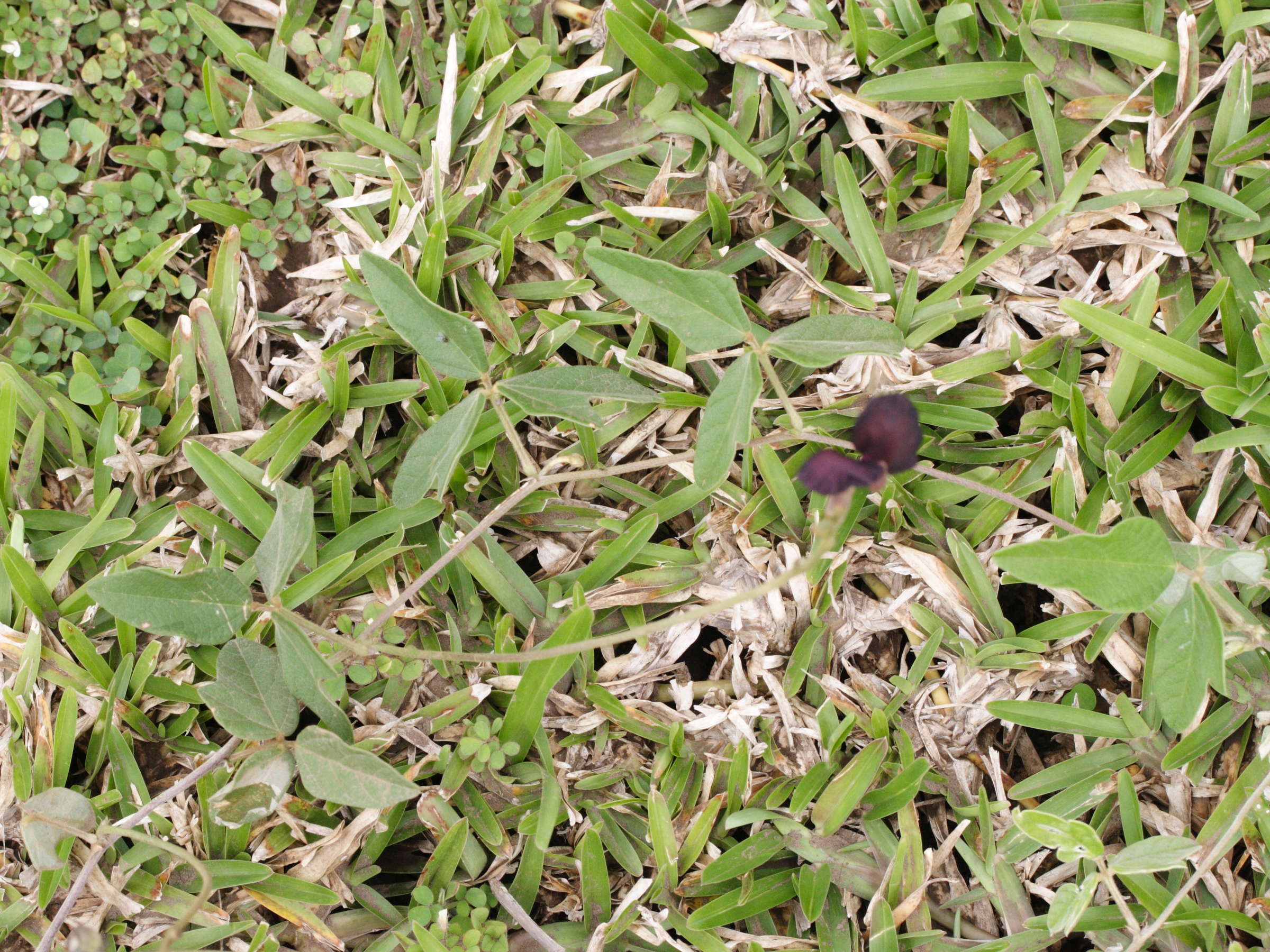 macroptilium_atropurpureum4md