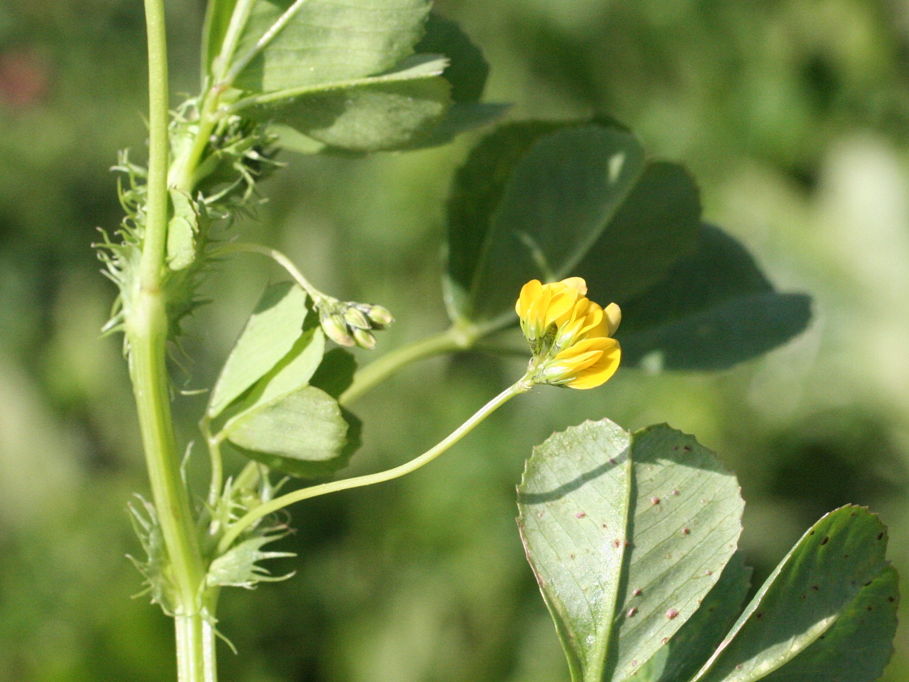 Afficher le média medicago_lupulina2md medicago_lupulina2md