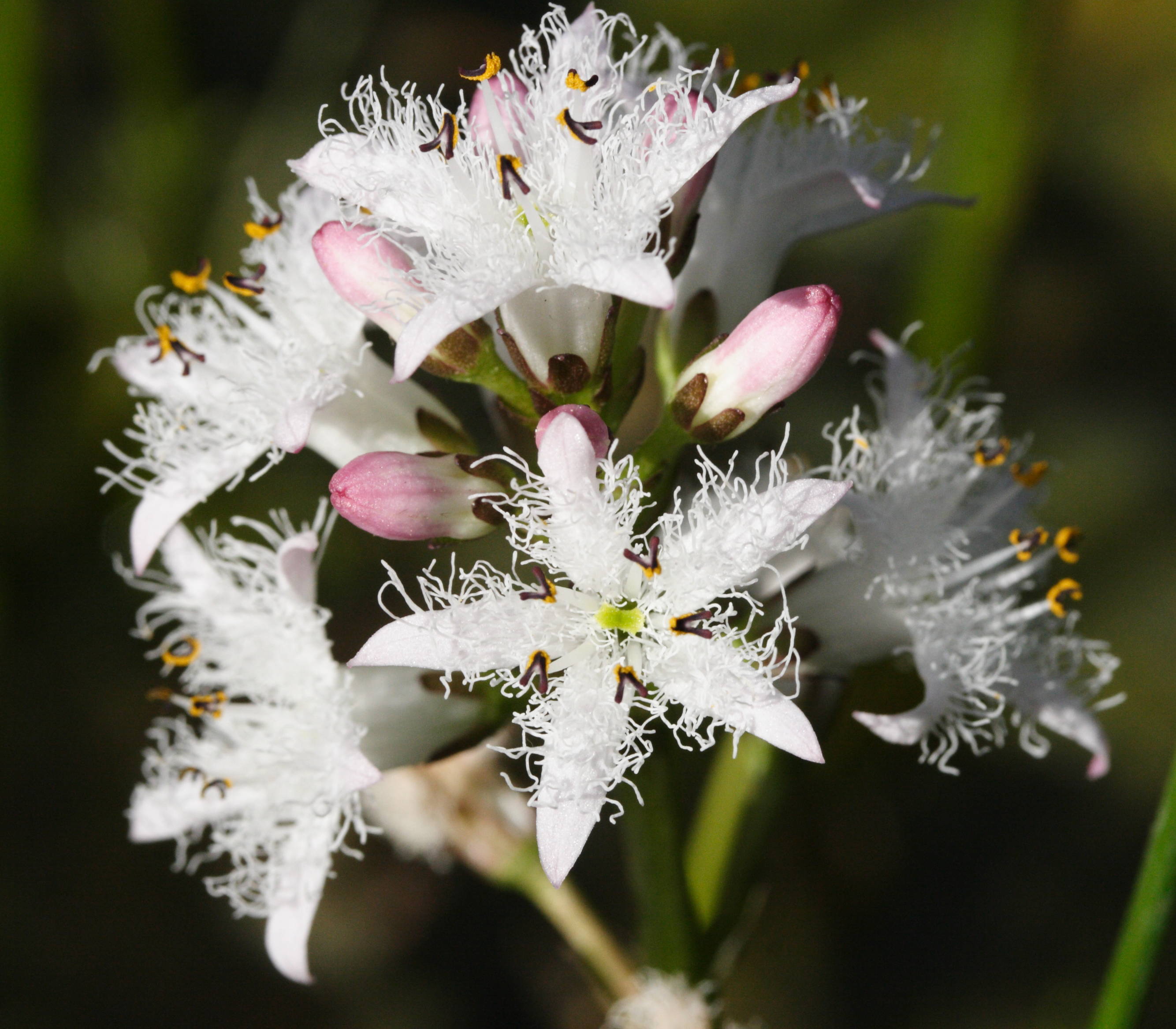 Afficher le média menyanthes_trifoliata3md menyanthes_trifoliata3md