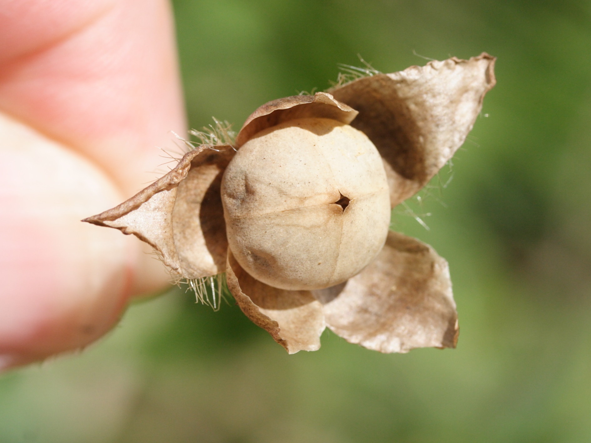 merremia_aegyptia4md