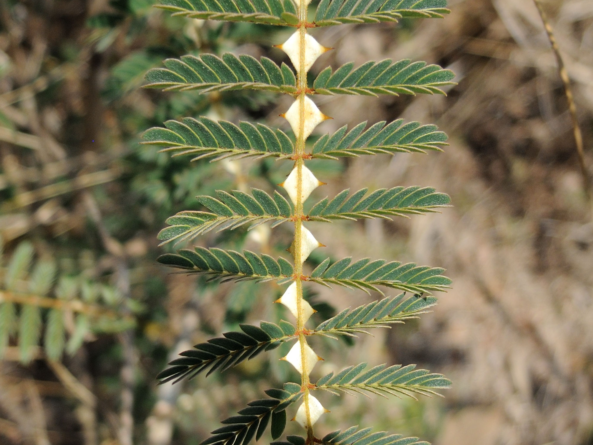 mimosa_latispinosa2md