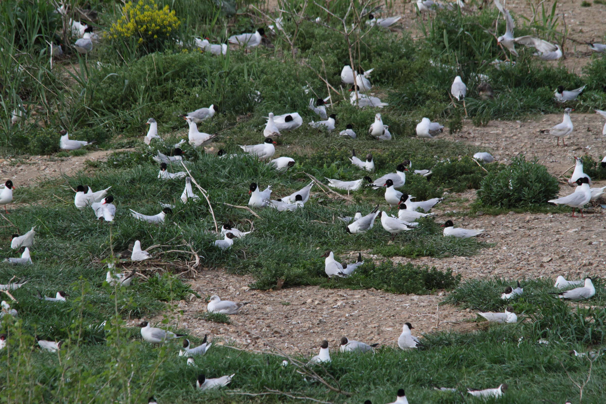 Afficher le média mouette_rieuse_-_chroicocephalus_ridibundus5bd mouette_rieuse_-_chroicocephalus_ridibundus5bd