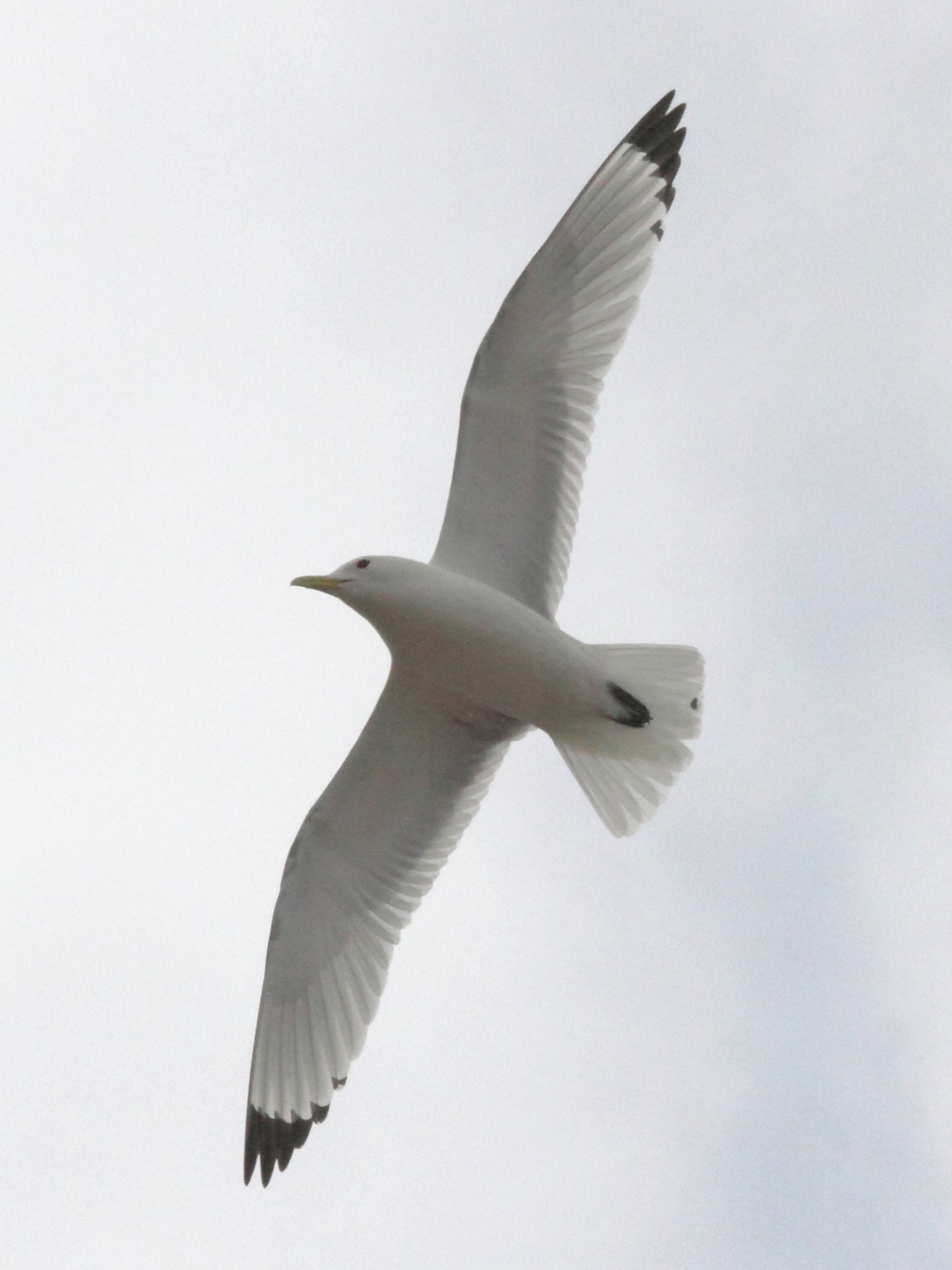 mouette_tridactyle_-_rissa_tridactyla6abd